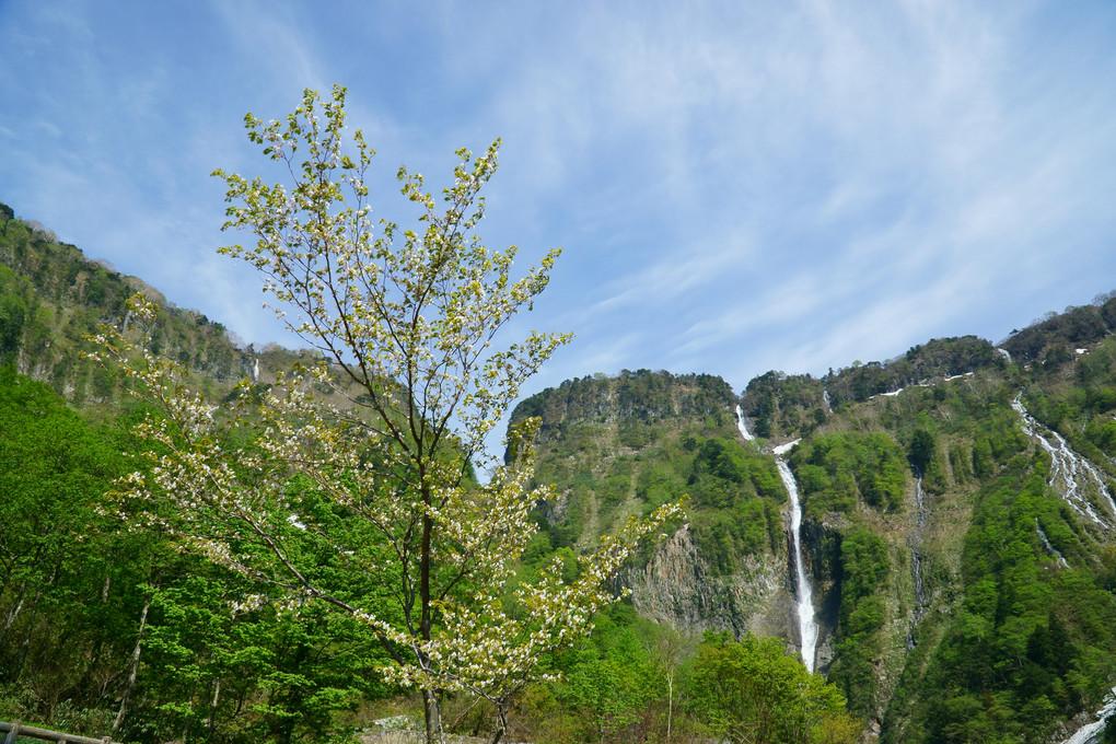 ハンノキ滝と遅咲き桜