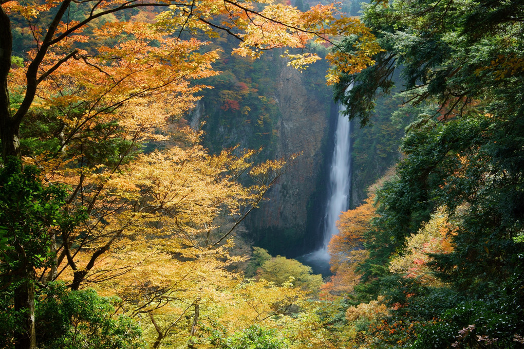 2016紅葉の九重夢大吊橋