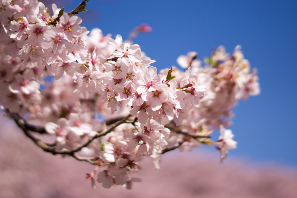 青空の高遠城桜