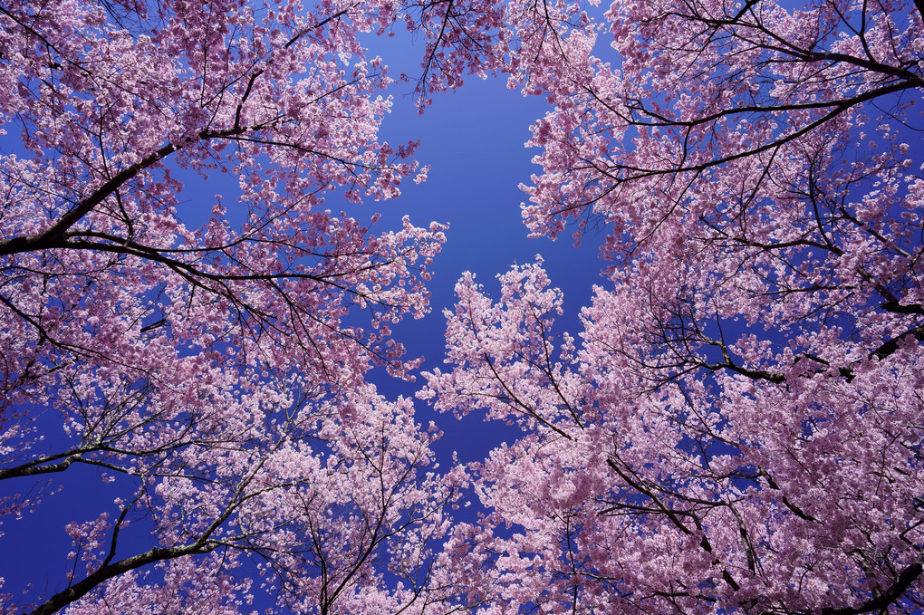 青空の高遠城桜