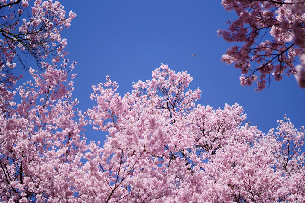 青空の高遠城桜