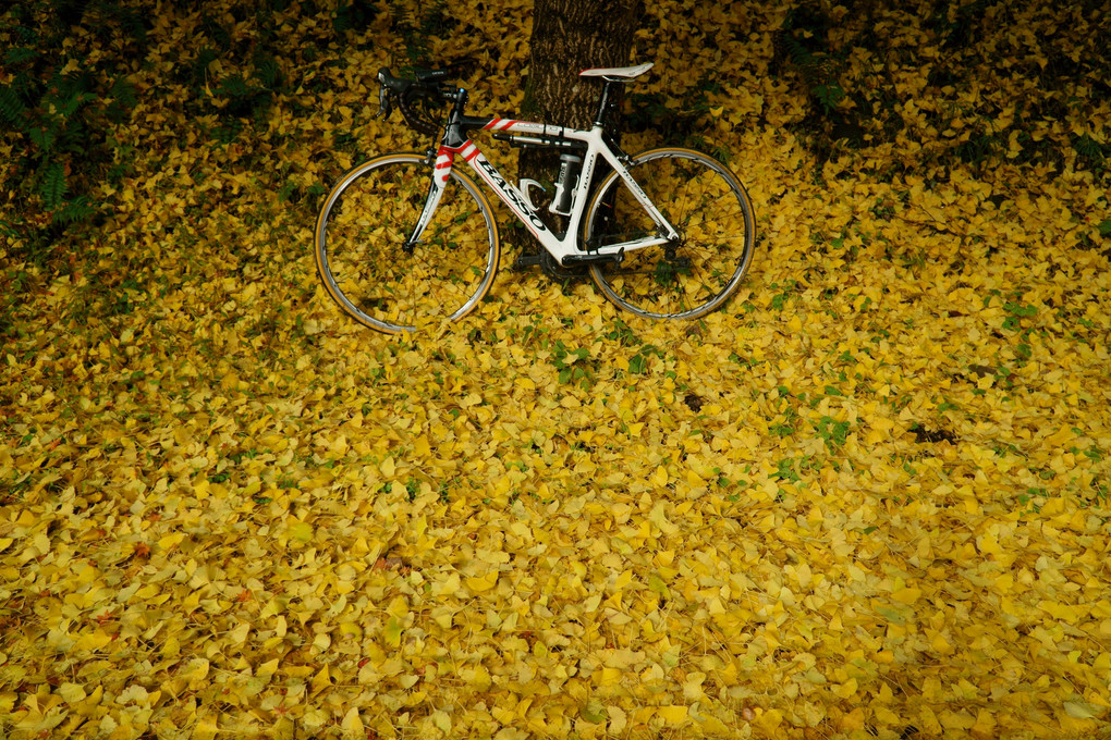 秋の耶馬溪サイクリング