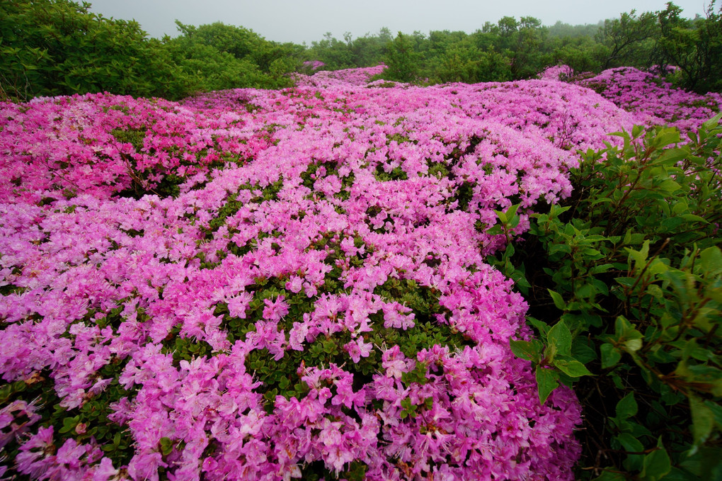 天空のお花畑（北大船山）