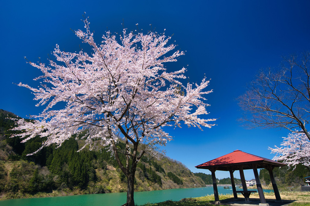 ダム湖のなごり桜