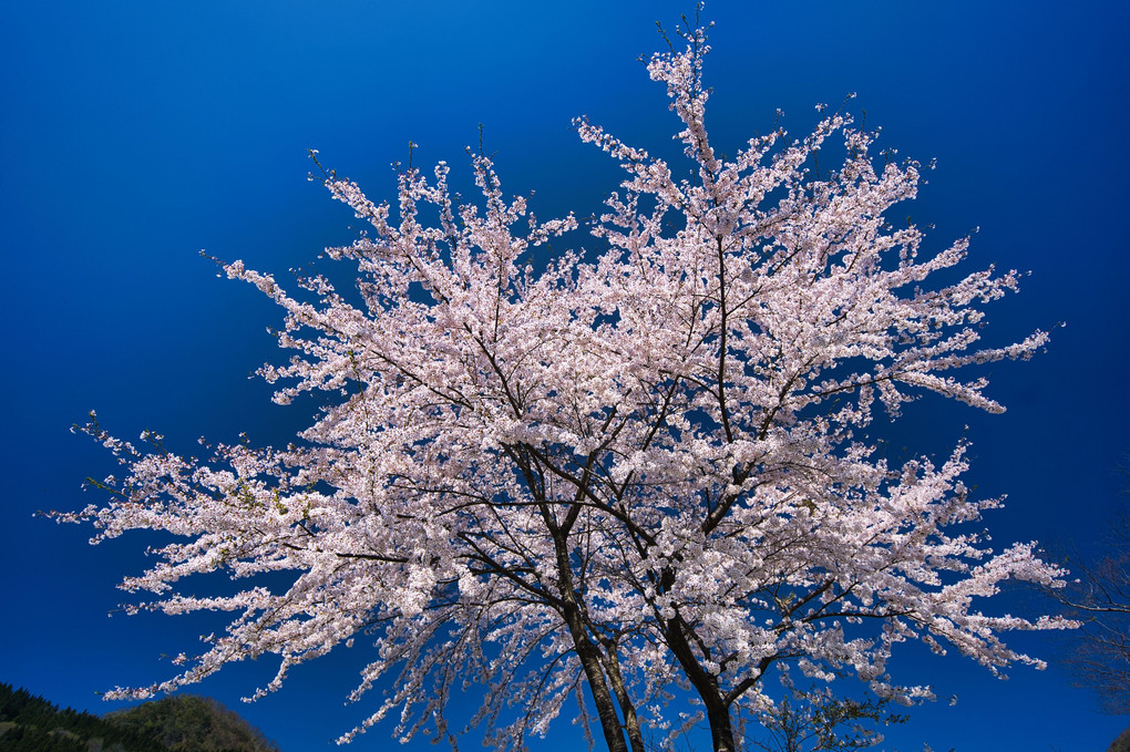 ダム湖のなごり桜