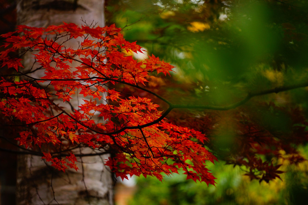 ～豊平公園の紅葉を印象的に撮る～