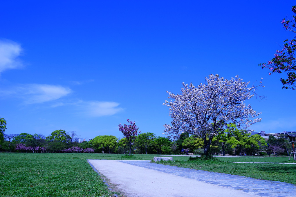 舞鶴公園の桜🌸