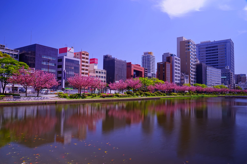 舞鶴公園の八重桜❗