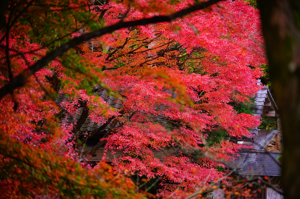 雷山千妙寺の紅葉