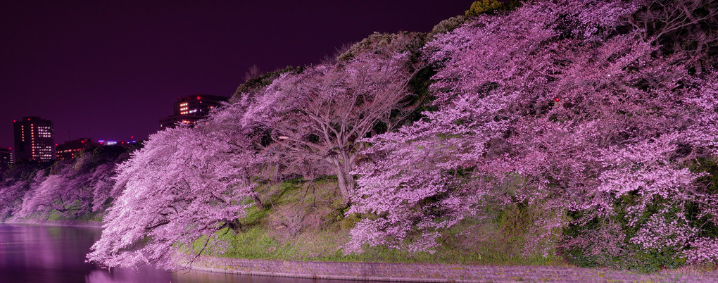 東京夜桜　〜艶〜