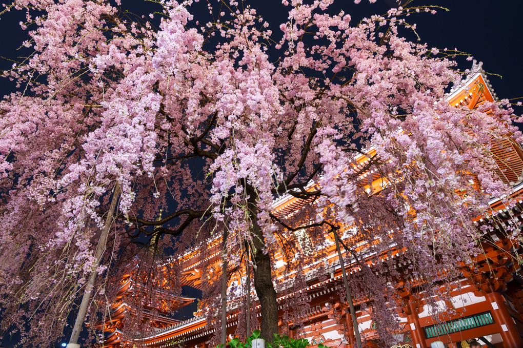 雨と桜と浅草寺