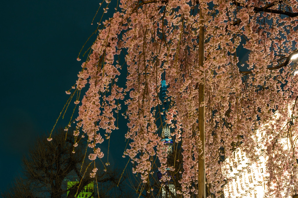 雨と桜と浅草寺