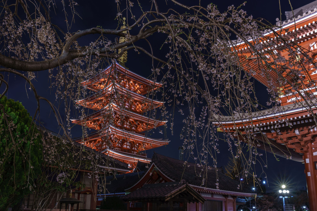 夜桜　～浅草寺にて