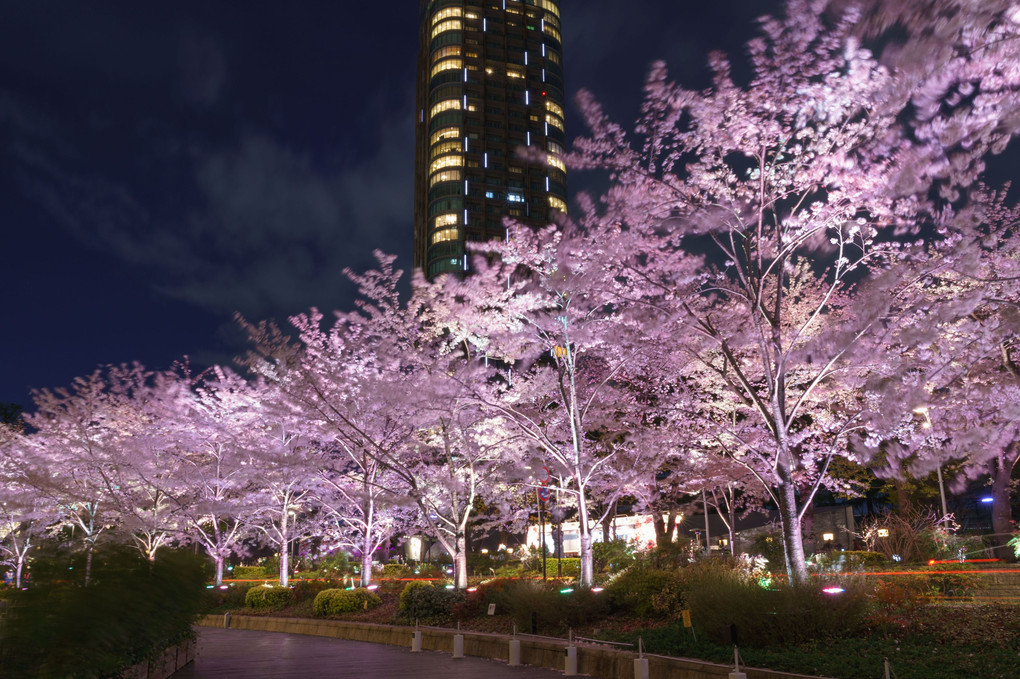 東京ミッドタウン　桜ライトアップ