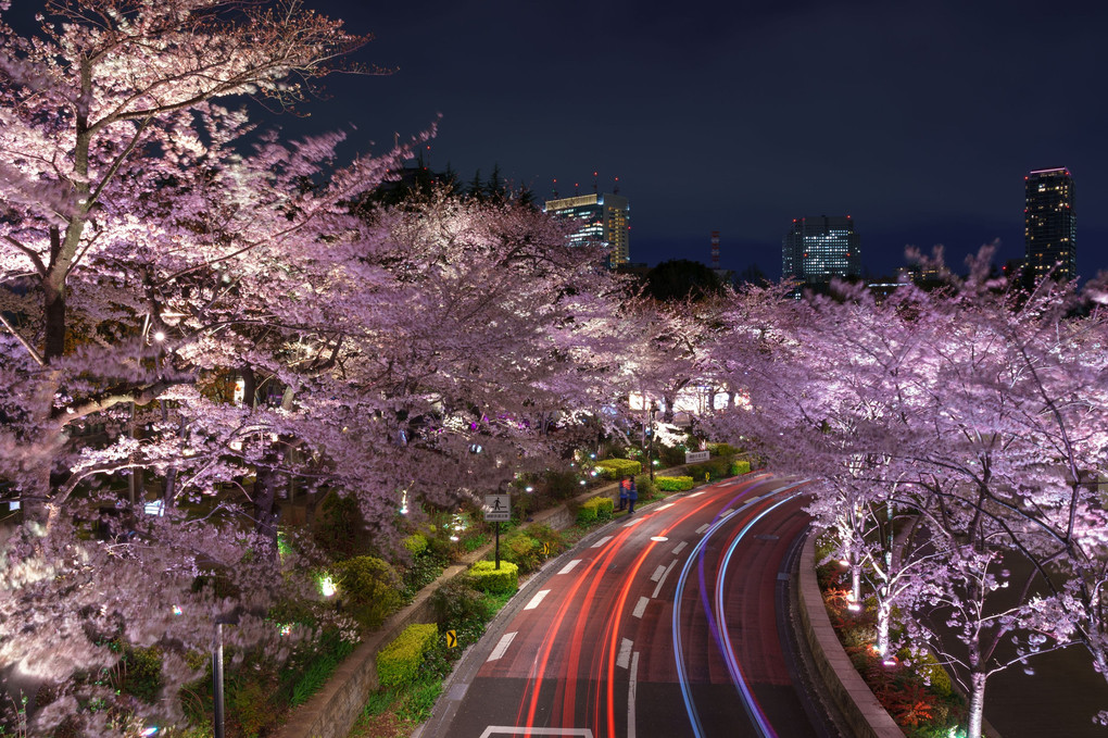 東京ミッドタウン　桜ライトアップ