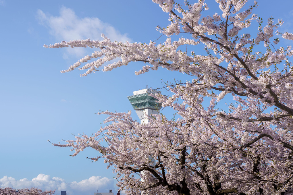 五稜郭公園にて