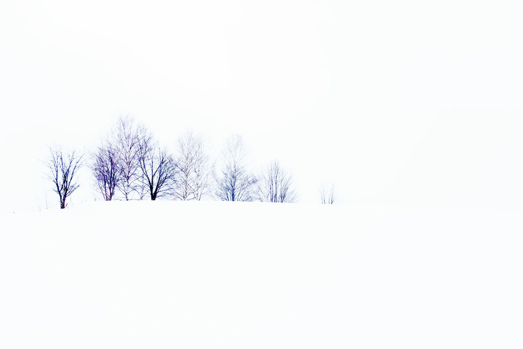 ～きらめく丘と霧氷風景　厳冬の富良野・美瑛撮影ツアーその2　メルヘン編　美瑛