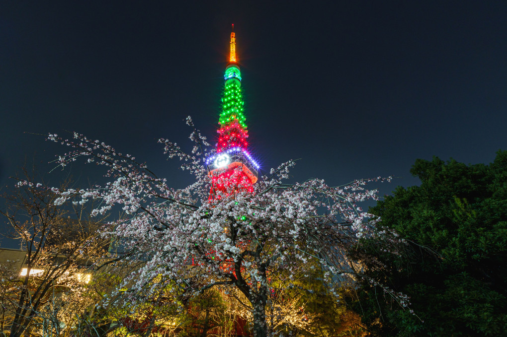 春の宵　～東京タワーライトアップ～