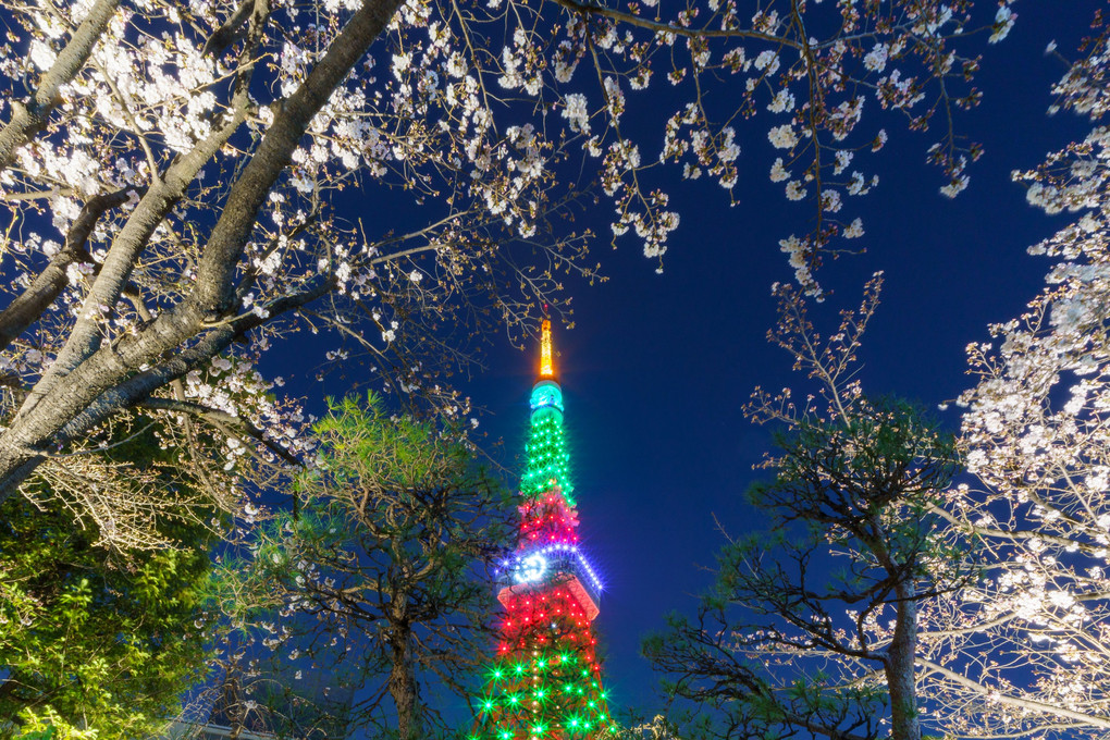 春の宵　～東京タワーライトアップ～