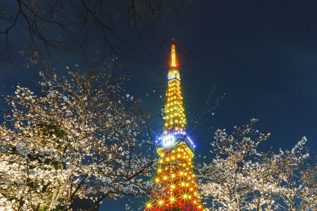 春の宵　～東京タワーライトアップ～