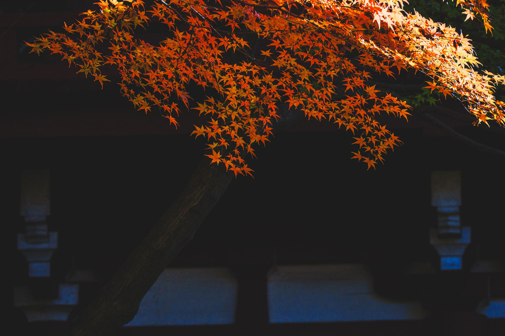秋色探し　～本土寺～