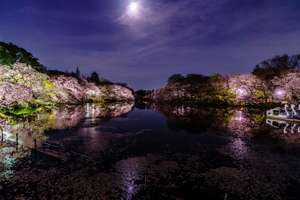 月夜桜