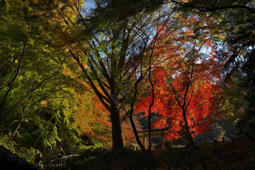 輝く紅葉