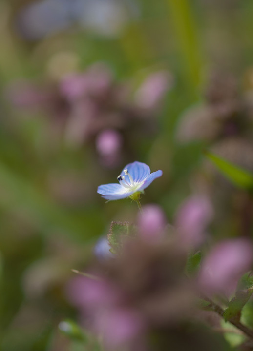 花盛り