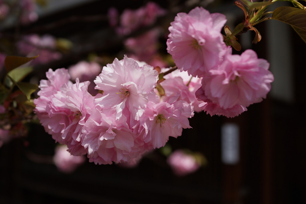 八重桜に魅せられて