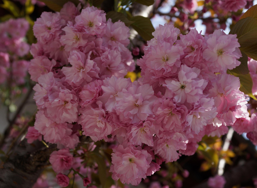 八重桜に魅せられて