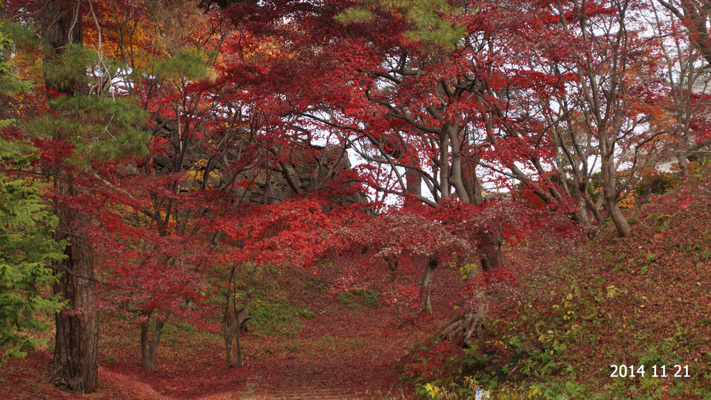 弘前公園の紅葉　まだ有りました、