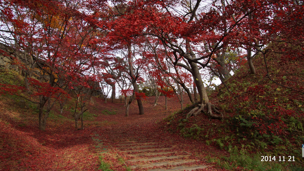 弘前公園の紅葉　まだ有りました、