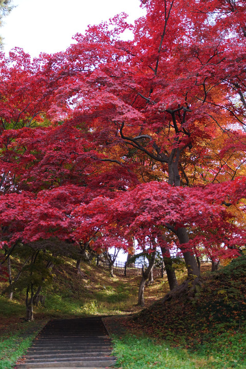 弘前城公園　紅葉