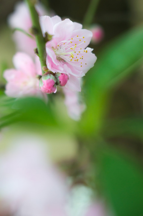 桃の花