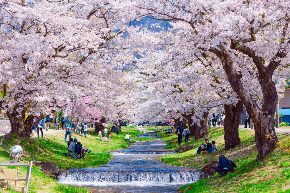 知られざる福島の桜
