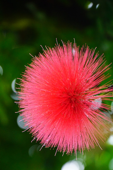 大紅合歓（オオベニゴウカン）の花