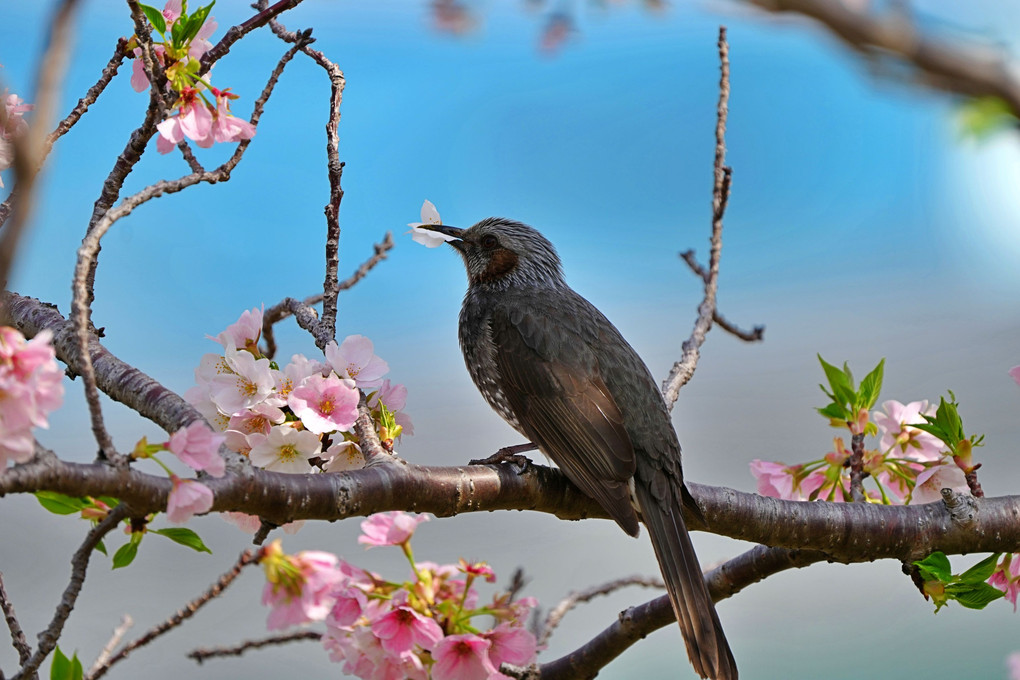 花見ではなく、花食？？