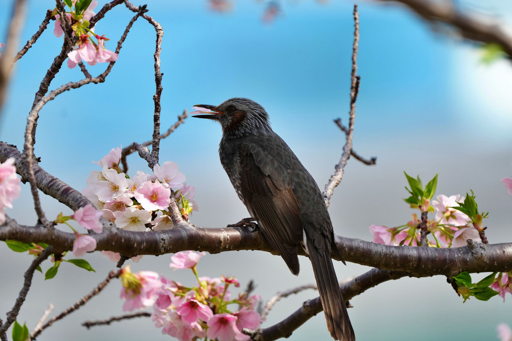 花見ではなく、花食？？