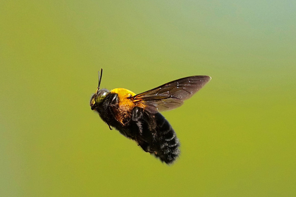 飛行中のクマバチ