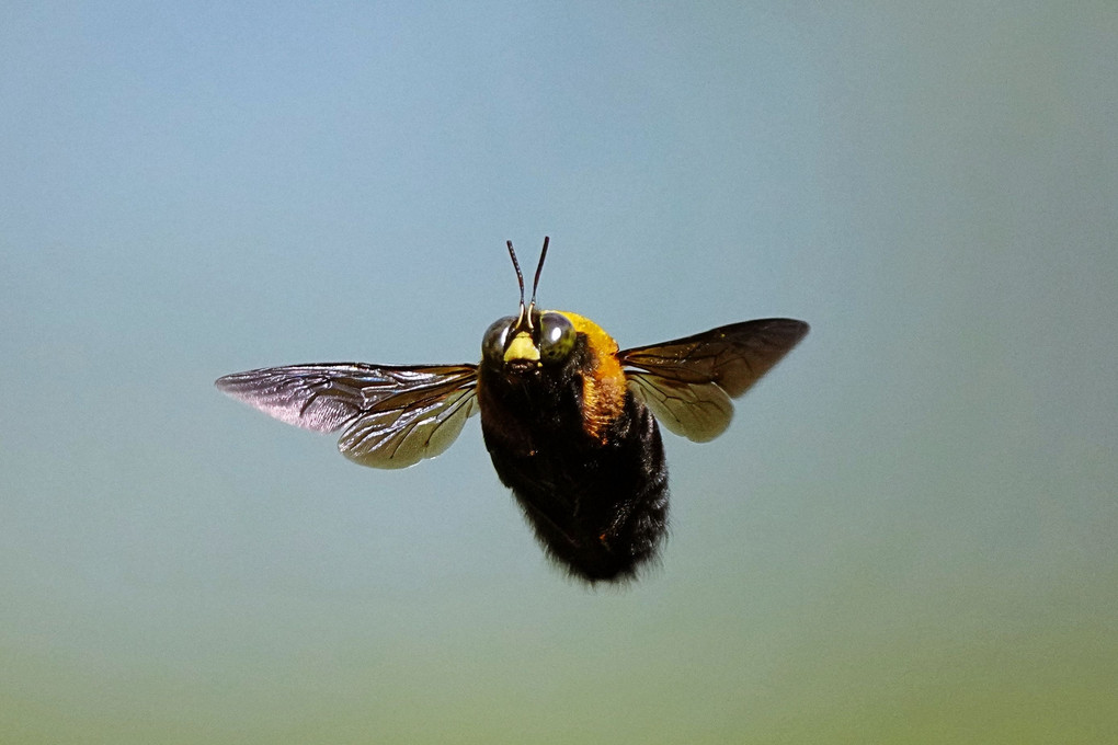 飛行中のクマバチ