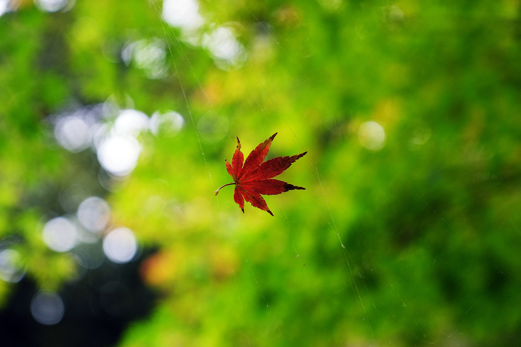 蜘蛛の巣で救われた紅葉