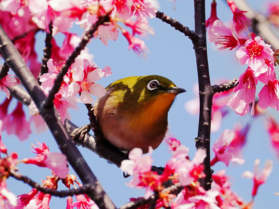 メジロとピンク桜