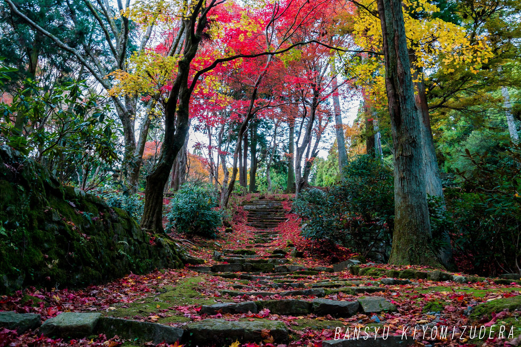 Autumn road to a shrine