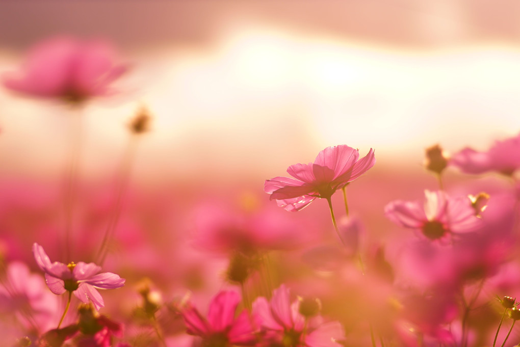 夕焼けと秋桜