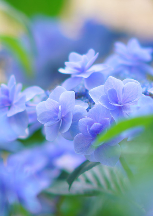 紫陽花（ブルー）