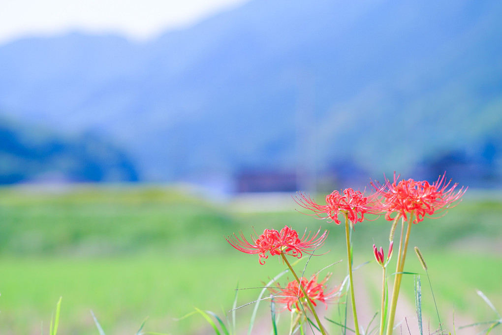 彼岸花のある風景