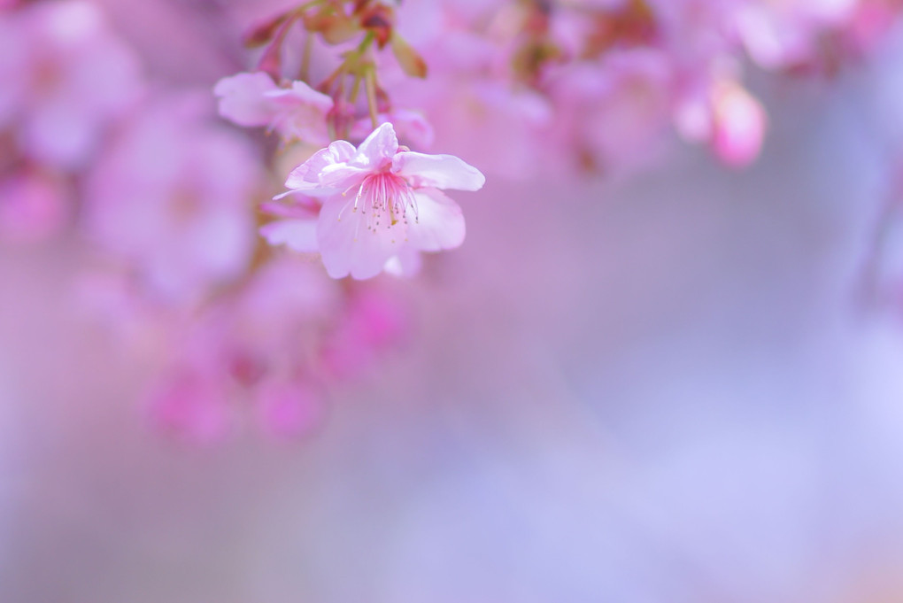 河津桜Ⅴ・未来
