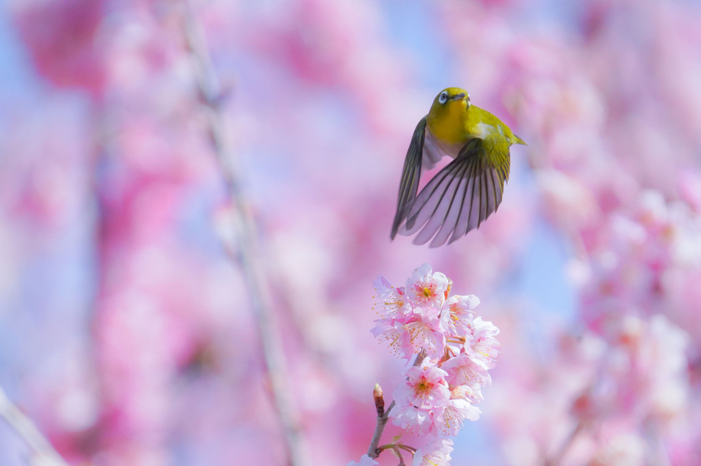 桜とメジロ