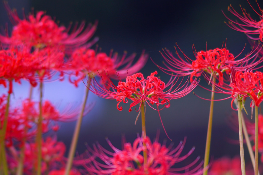 「彼岸花」