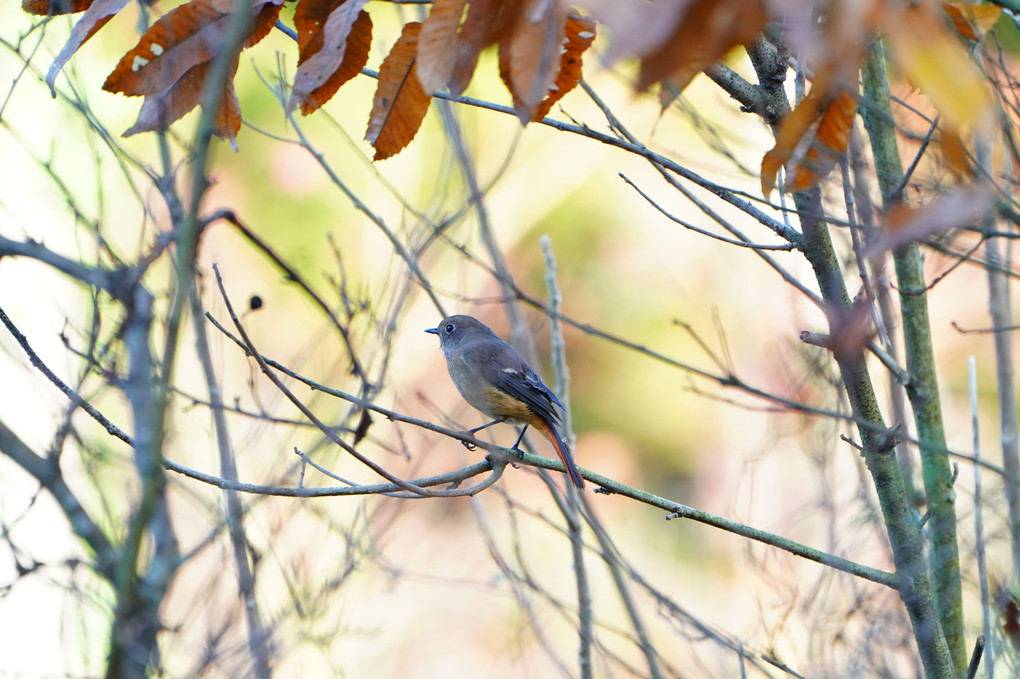 今冬の鳥撮影開始